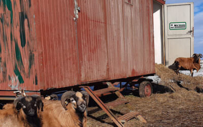 Gemütlicher Bauwagen für unsere Schafe